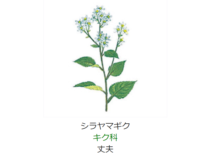 元気シニアの呑気日記 9月24日 誕生日の花と花言葉 シラヤマギク 元気シニアの呑気日記 9月24日 誕生日の花と花言葉 シラヤマギク