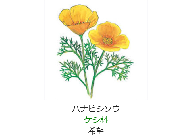 4月17日 誕生日の花と花言葉 ハナビシソウ 元気シニアの呑気日記