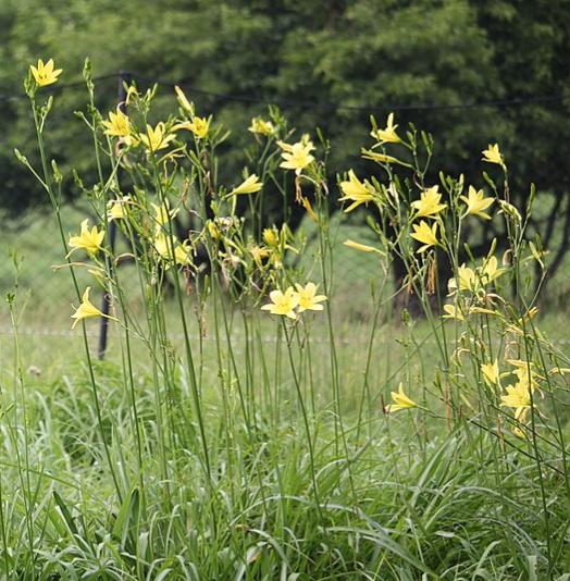8月9日 誕生日の花と花言葉 ユウスゲ キスゲ 元気シニアの呑気日記
