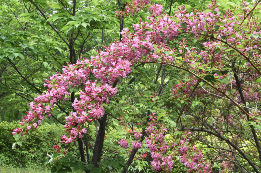 5月31日 誕生日の花と花言葉 タニウツギ 元気シニアの呑気日記