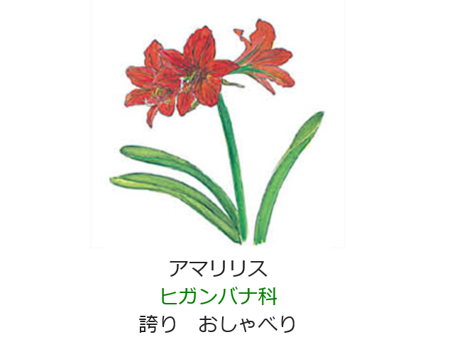 5月28日 誕生日の花と花言葉 アマリリス 元気シニアの呑気日記