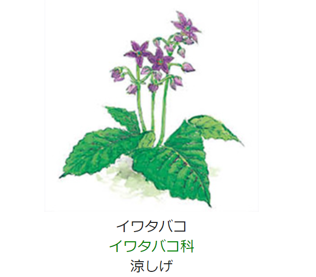 7月6日 誕生日の花と花言葉 イワタバコ 元気シニアの呑気日記 7月6日 誕生日の花と花言葉 イワタバコ 元気シニアの呑気日記