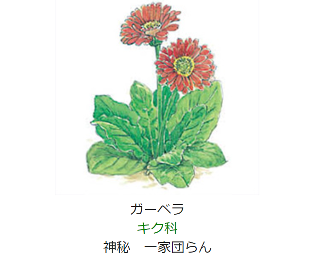 6月9日 誕生日の花と花言葉 ガーベラ 元気シニアの呑気日記