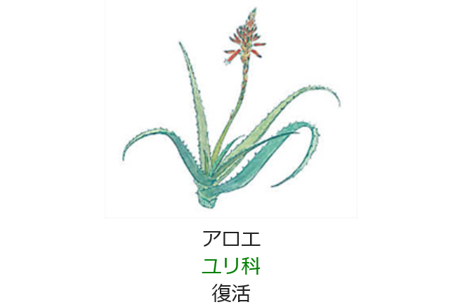 12月日の誕生日の花と花言葉 アロエ 元気シニアの呑気日記