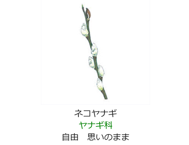 2月5日 誕生日の花と花言葉 ネコヤナギ 元気シニアの呑気日記 2月5日 誕生日の花と花言葉 ネコヤナギ 元気シニアの呑気日記