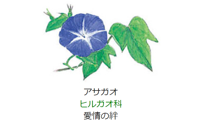 8月1日 誕生日の花と花言葉 アサガオ 元気シニアの呑気日記