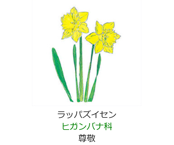 3月15日 誕生日の花と花言葉 ラッパズイセン 元気シニアの呑気日記