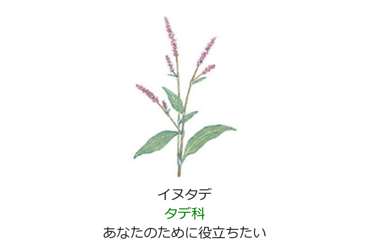 11月4日の誕生日の花と花言葉 イヌタデ 元気シニアの呑気日記