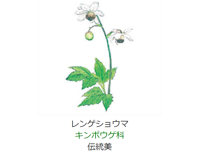 元気シニアの呑気日記 9月4日 誕生日の花と花言葉 レンゲショウマ 元気シニアの呑気日記 9月4日 誕生日の花と花言葉 レンゲショウマ