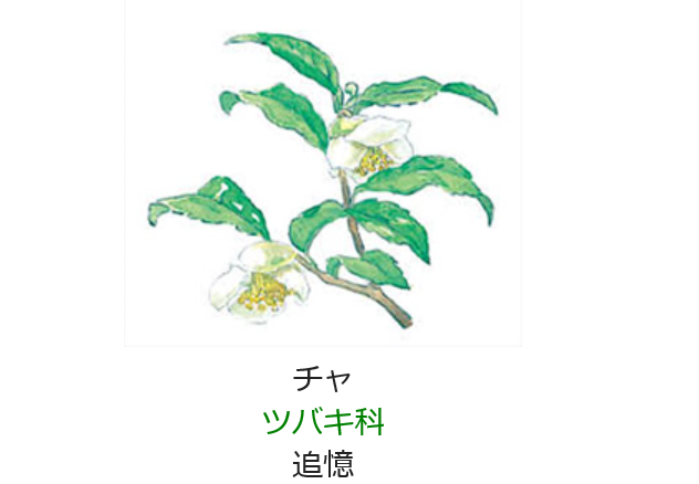 12月8日の誕生日の花と花言葉 チャ 元気シニアの呑気日記