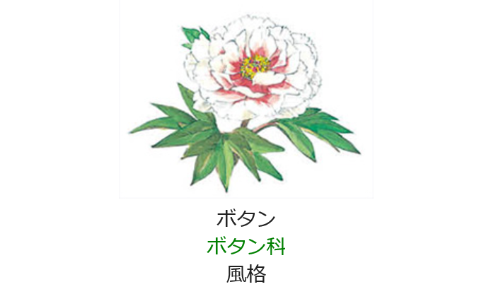 4月30日 誕生日の花と花言葉 ボタン 元気シニアの呑気日記