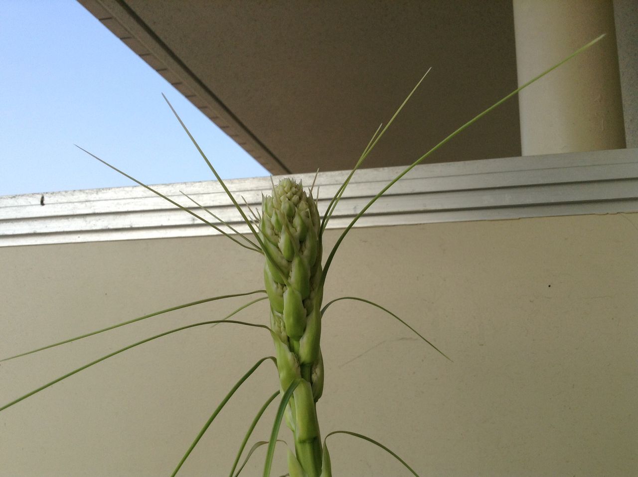 トックリランの花が咲く 元気シニアの呑気日記