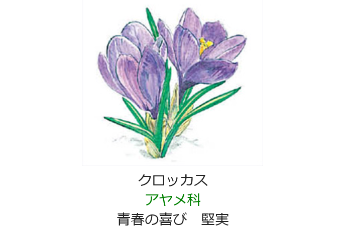 2月27日 誕生日の花と花言葉 クロッカス 元気シニアの呑気日記