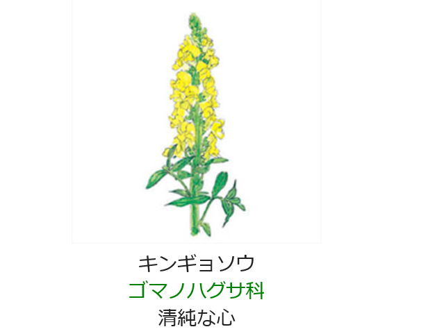 5月26日 誕生日の花と花言葉 キンギョソウ 元気シニアの呑気日記