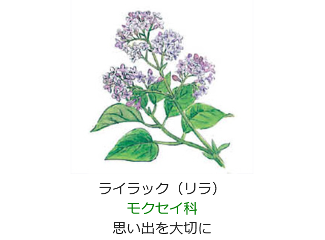 4月25日 誕生日の花と花言葉 ライラック 元気シニアの呑気日記 4月25日 誕生日の花と花言葉 ライラック 元気シニアの呑気日記