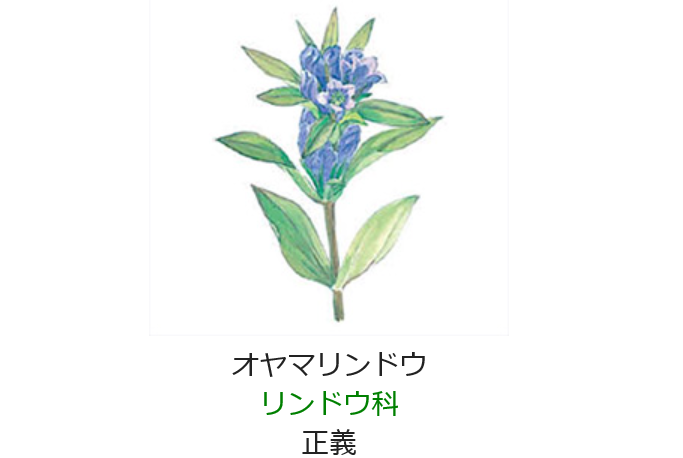 10月21日誕生日の花と花言葉 オヤマリンドウ 元気シニアの呑気日記 10月21日誕生日の花と花言葉 オヤマリンドウ 元気シニアの呑気日記