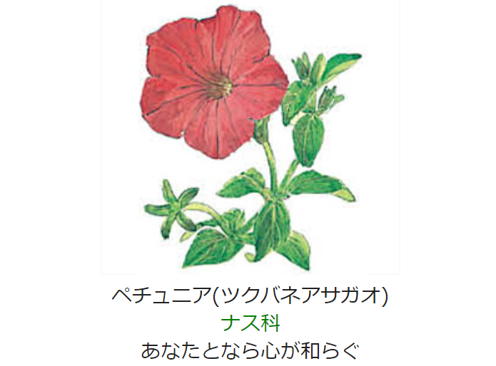 元気シニアの呑気日記 7月22日 誕生日の花と花言葉 ペチュニア ツクバネアサガオ