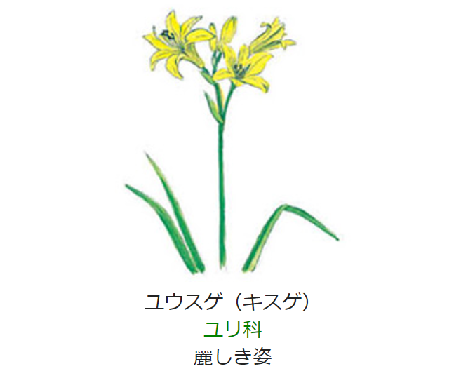 8月9日 誕生日の花と花言葉 ユウスゲ キスゲ 元気シニアの呑気日記 8月9日 誕生日の花と花言葉 ユウスゲ キスゲ 元気シニアの呑気日記