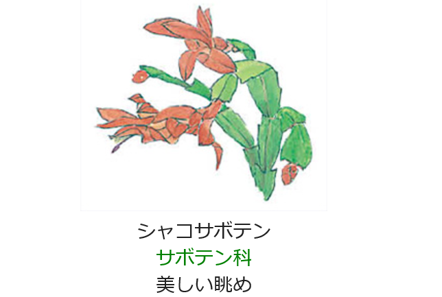 12月24日の誕生日の花と花言葉 シャコバサボテン 元気シニアの呑気日記