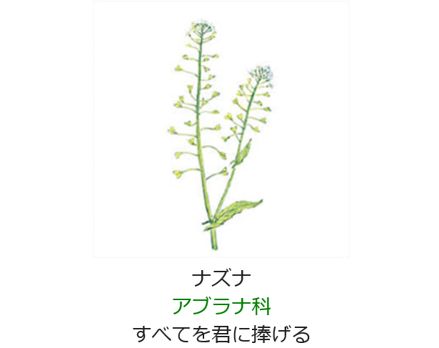 2月3日 誕生日の花と花言葉 ナズナ 元気シニアの呑気日記