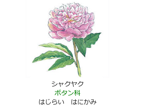 元気シニアの呑気日記 元気シニアの呑気日記