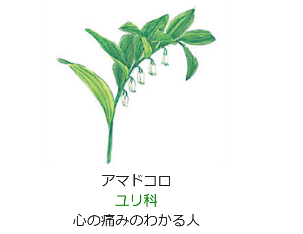 5月23日 誕生日の花と花言葉 アマドコロ 元気シニアの呑気日記