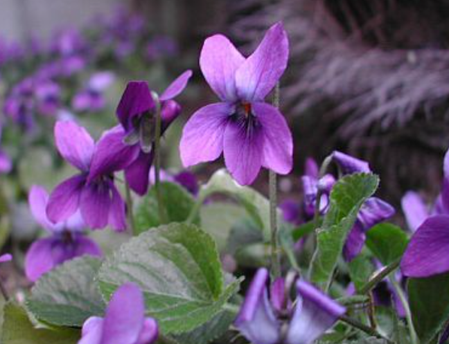 2月15日 誕生日の花と花言葉 ニオイスミレ 元気シニアの呑気日記