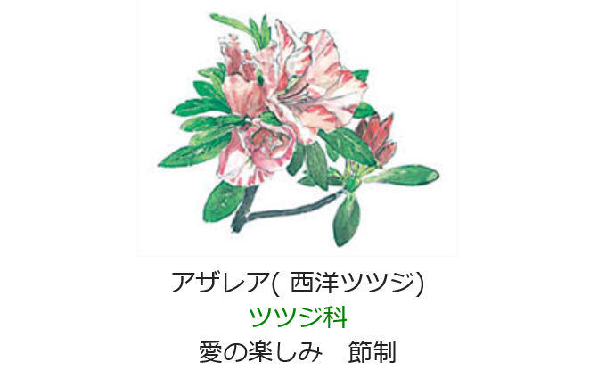 2月10日 誕生日の花と花言葉 アザレア 元気シニアの呑気日記 2月10日 誕生日の花と花言葉 アザレア 元気シニアの呑気日記