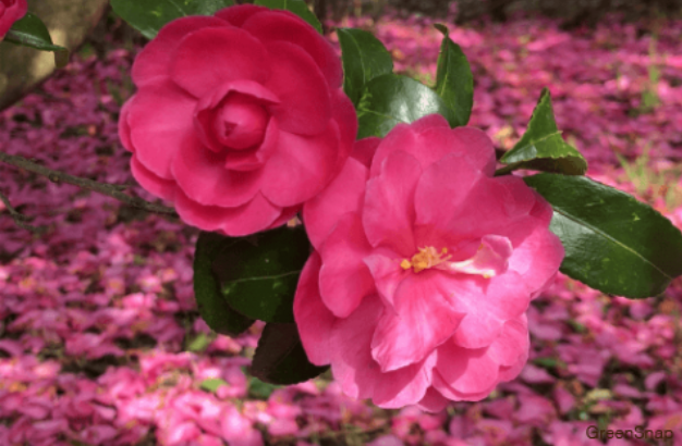 12月4日の誕生日の花と花言葉 サザンカ 元気シニアの呑気日記 12月4日の誕生日の花と花言葉 サザンカ 元気シニアの呑気日記