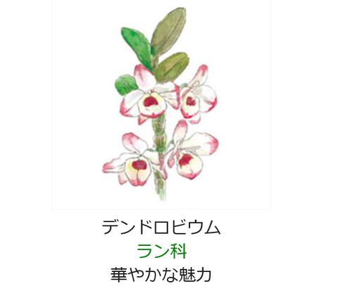 元気シニアの呑気日記 1月8日 誕生日の花と花言葉 デンドロビウム