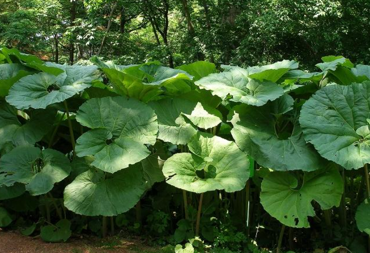 2月17日 誕生日の花と花言葉 アキタブキ 元気シニアの呑気日記