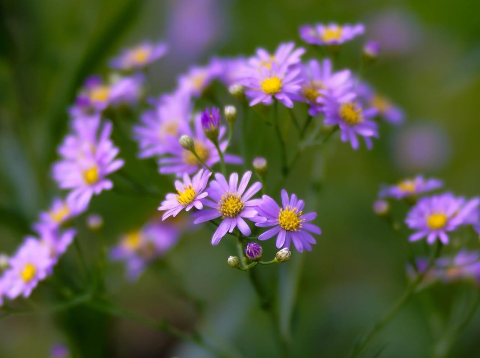 10月15日の誕生日の花 シオン 元気シニアの呑気日記 10月15日の誕生日の花 シオン 元気シニアの呑気日記