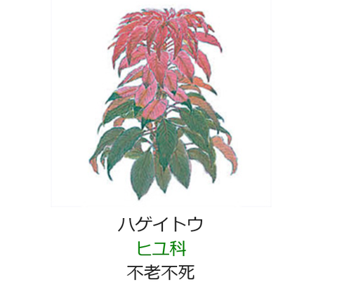 10月6日誕生日の花と花言葉 ハゲイトウ 元気シニアの呑気日記 10月6日誕生日の花と花言葉 ハゲイトウ 元気シニアの呑気日記