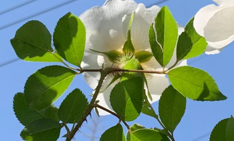 元気シニアの呑気日記