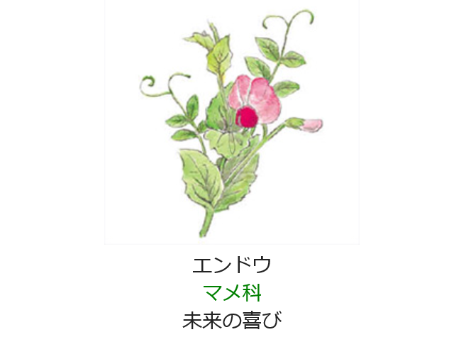1月28日 誕生日の花と花言葉 エンドウ 元気シニアの呑気日記