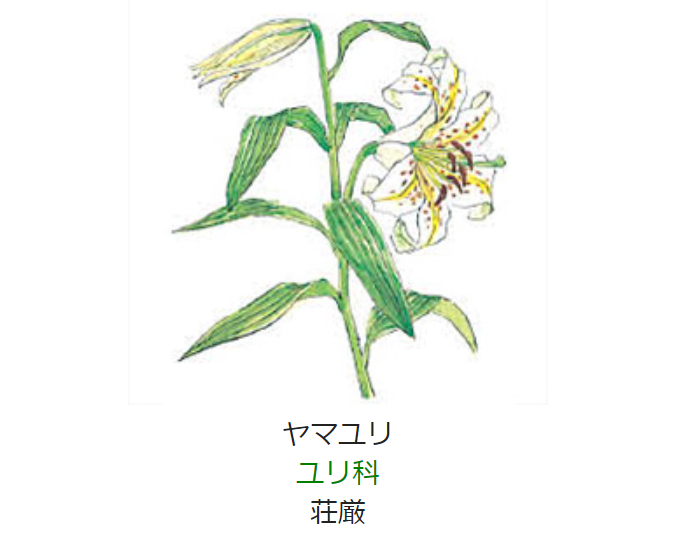 元気シニアの呑気日記 7月21日 誕生日の花と花言葉 ヤマユリ 元気シニアの呑気日記 7月21日 誕生日の花と花言葉 ヤマユリ