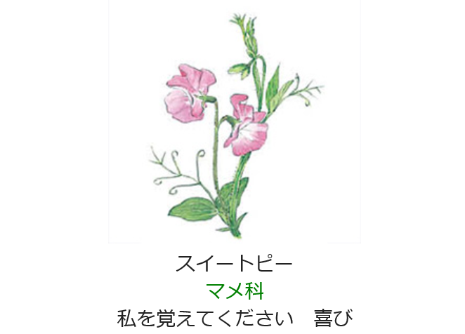 4月28日 誕生日の花と花言葉 スイートピー 元気シニアの呑気日記