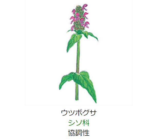 元気シニアの呑気日記 6月16日 誕生日の花と花言葉 ウツボグサ 元気シニアの呑気日記 6月16日 誕生日の花と花言葉 ウツボグサ