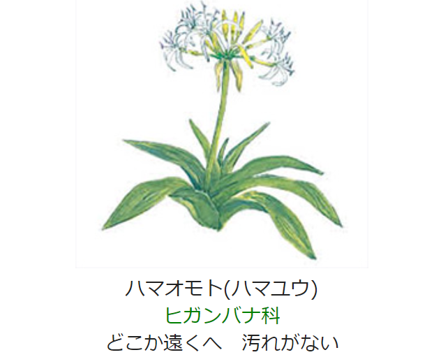 7月17日 誕生日の花と花言葉 ハマオモト ハマユウ 元気シニアの呑気日記