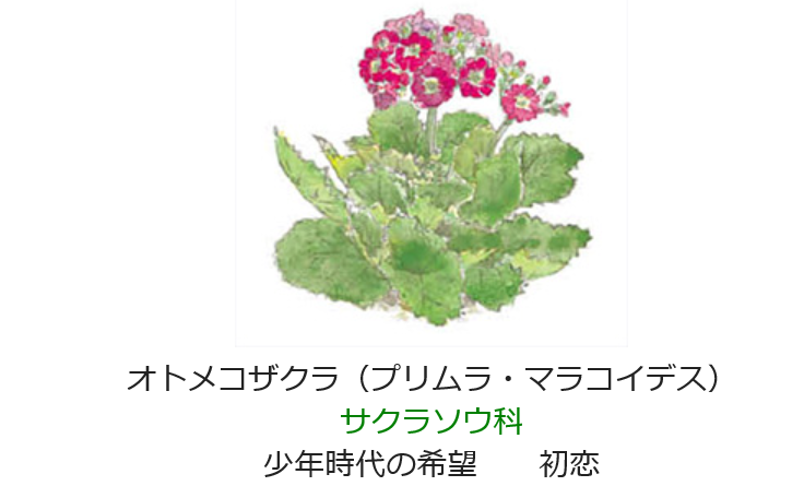 1月4日 誕生日の花と花言葉 オトメコザクラ 元気シニアの呑気日記 1月4日 誕生日の花と花言葉 オトメコザクラ 元気シニアの呑気日記