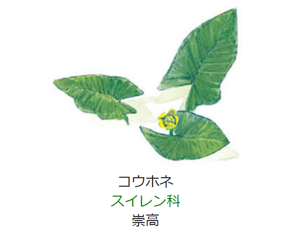 8月6日誕生日の花と花言葉 コウホネ 元気シニアの呑気日記 8月6日誕生日の花と花言葉 コウホネ 元気シニアの呑気日記