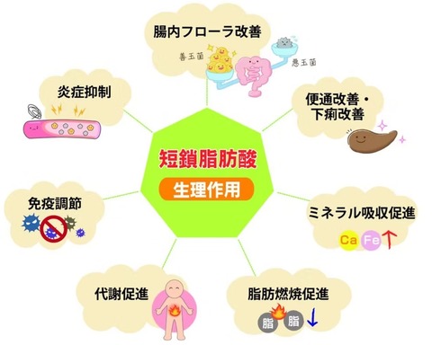 短鎖脂肪酸の効果