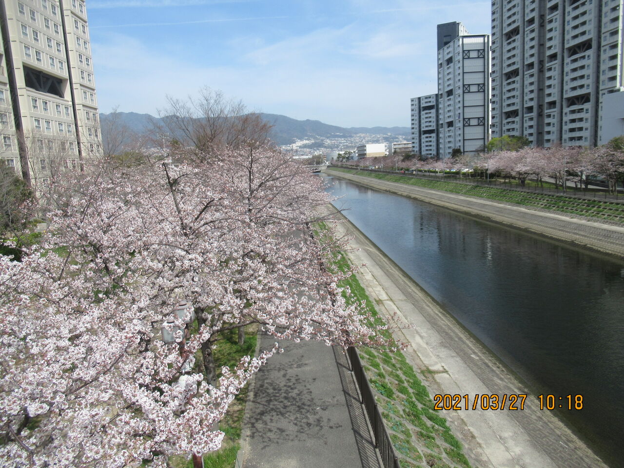 3月27日 芦屋浜から南芦屋浜 さくら咲く 元気シニアの呑気日記 3月27日 芦屋浜から南芦屋浜 さくら咲く 元気シニアの呑気日記