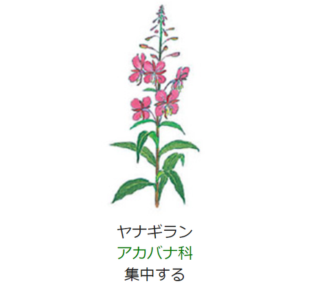 元気シニアの呑気日記 8月16日 誕生日の花と花言葉 ヤナギラン