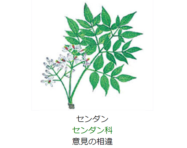 6月14日誕生日の花と花言葉 センダン 元気シニアの呑気日記 6月14日誕生日の花と花言葉 センダン 元気シニアの呑気日記