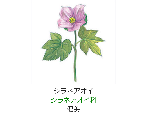 元気シニアの呑気日記 5月日 誕生日の花と花言葉 シラネアオイ