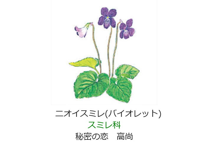 2月15日 誕生日の花と花言葉 ニオイスミレ 元気シニアの呑気日記
