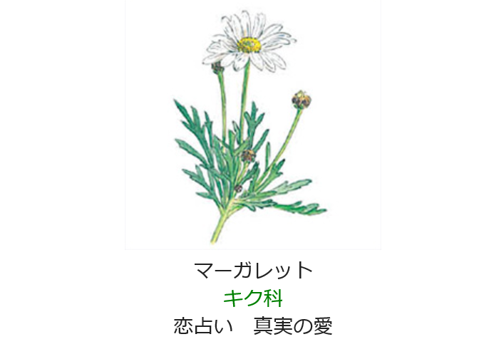 4月14日 誕生日の花と花言葉 マーガレット 元気シニアの呑気日記 4月14日 誕生日の花と花言葉 マーガレット 元気シニアの呑気日記