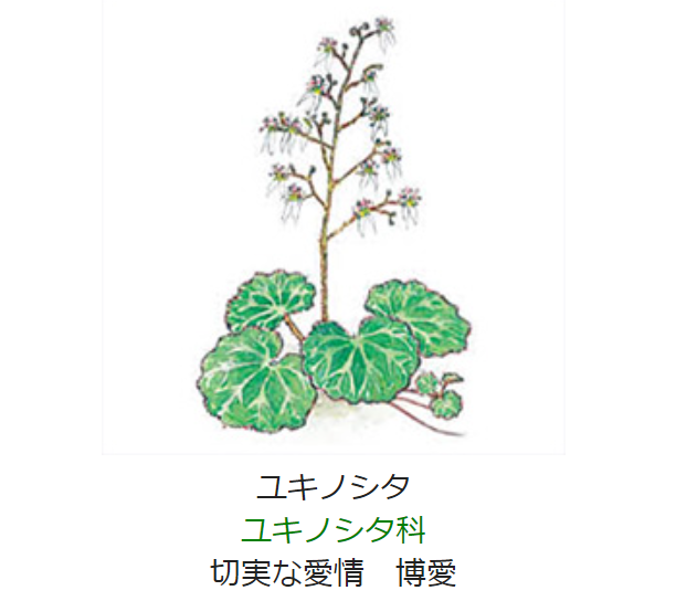 6月10日 誕生日の花と花言葉 ユキノシタ 元気シニアの呑気日記