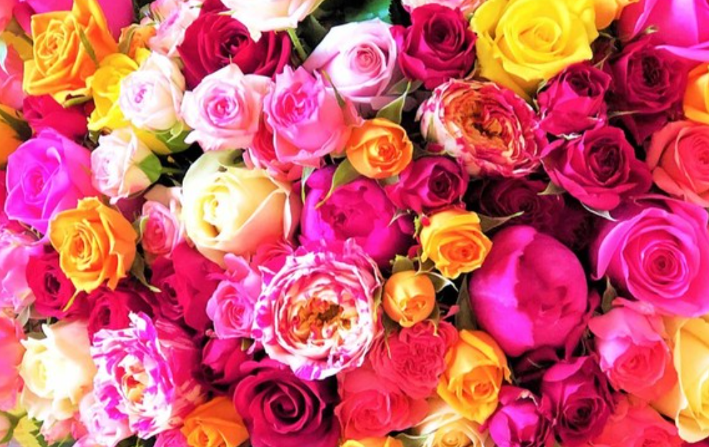 5月16日 誕生日の花と花言葉 バラ 元気シニアの呑気日記